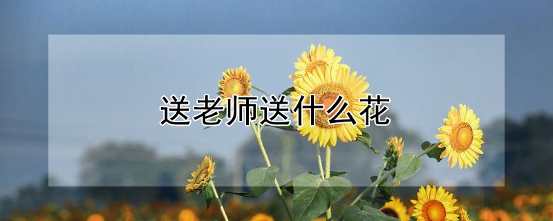 送老師送什麼花