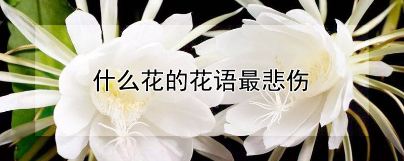 什麼花的花語最悲傷