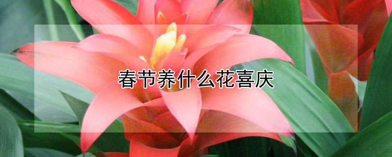 春節養什麼花喜慶