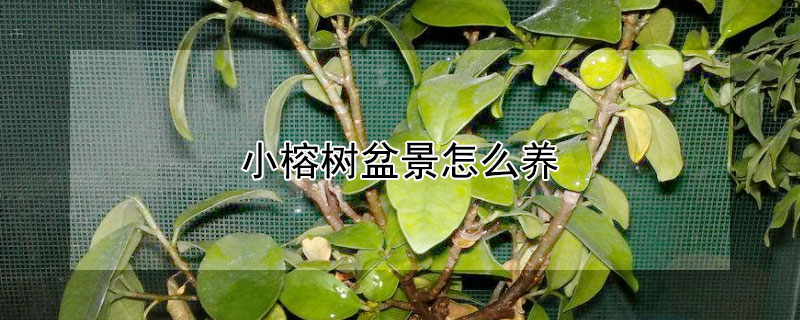 小榕樹盆景怎麼養