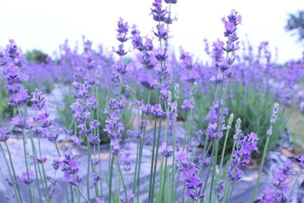 薰衣草的養殖方法和注意事項有哪些