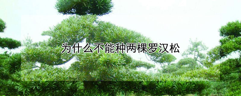為什麼不能種兩棵羅漢鬆