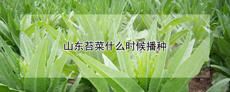 山東苔菜什麼時候播種