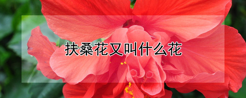 扶桑花又叫什麼花