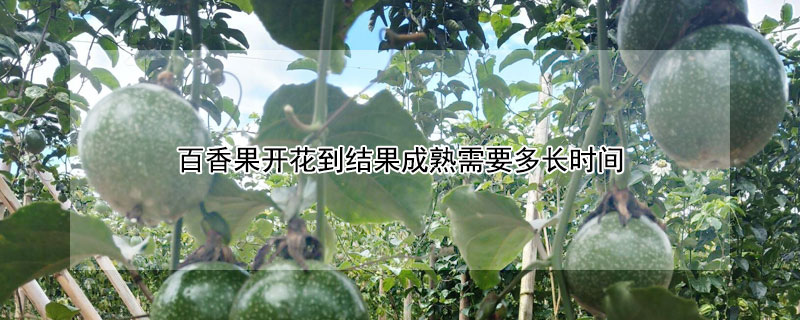 百香果開花到結果成熟需要多長時間