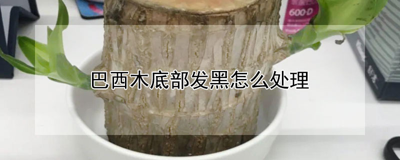 巴西木底部發黑怎麼處理