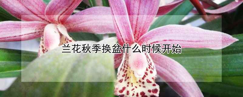 蘭花秋季換盆什麼時候開始