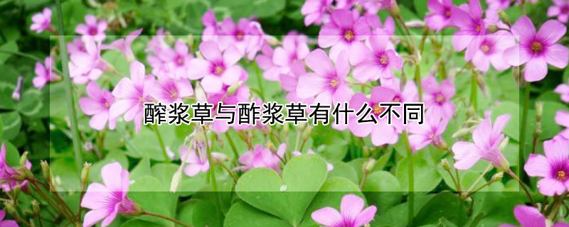 醡漿草與酢漿草有什麼不同