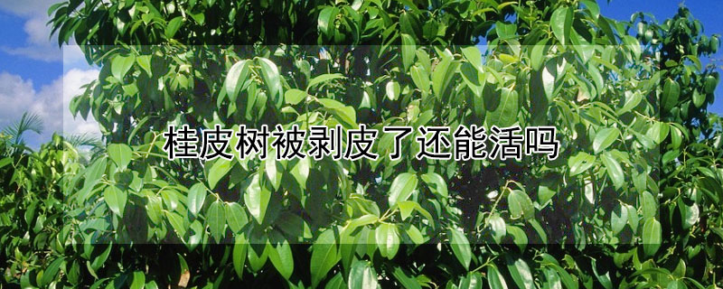 桂皮樹被剝皮了還能活嗎