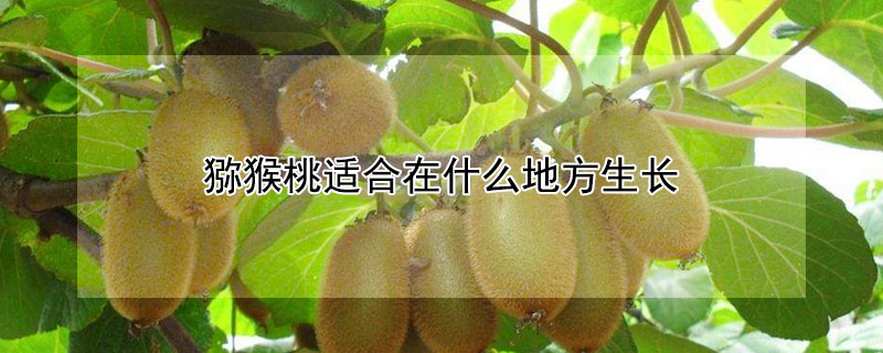 獼猴桃適合在什麼地方生長