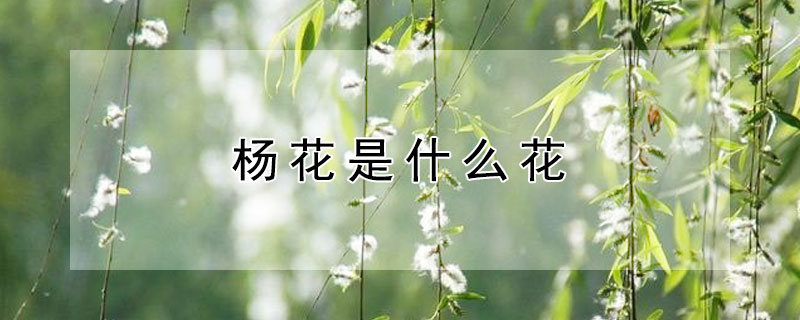 楊花是什麼花