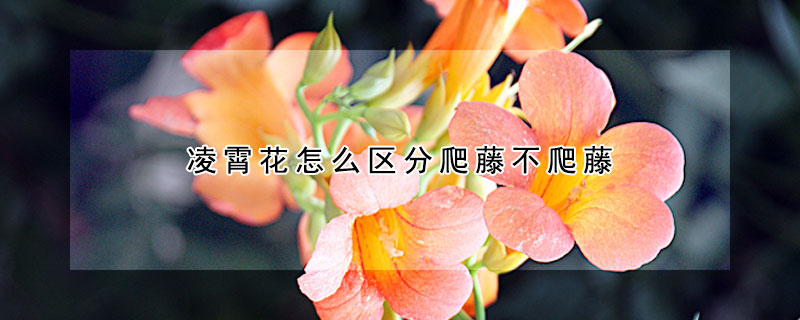 淩霄花怎麼區分爬藤不爬藤