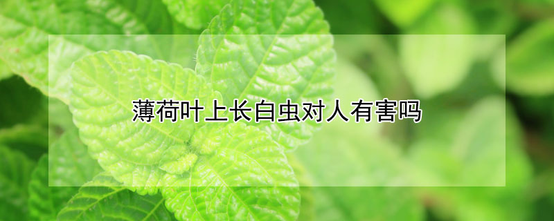 薄荷葉上長白蟲對人有害嗎
