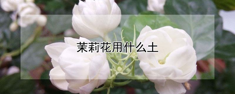 茉莉花用什麼土
