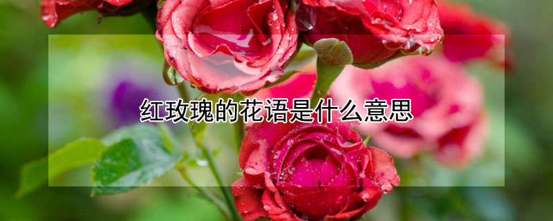 紅玫瑰的花語是什麼意思