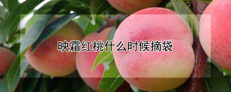 映霜紅桃什麼時候摘袋