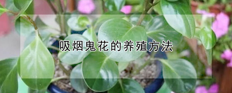 吸煙鬼花的養殖方法