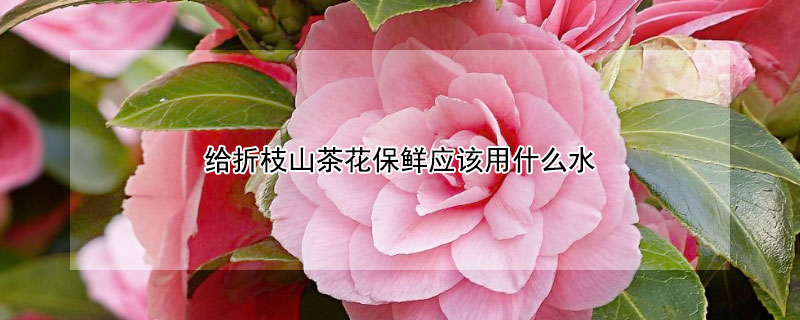 給折枝山茶花保鮮應該用什麼水