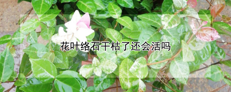 花葉絡石幹枯了還會活嗎