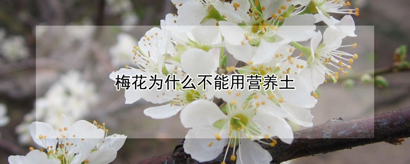 梅花為什麼不能用營養土