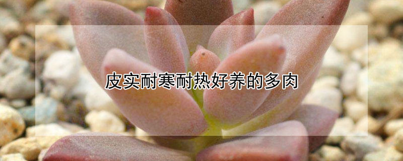 皮實耐寒耐熱好養的多肉