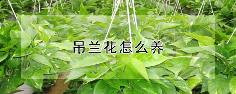 吊蘭花怎麼養