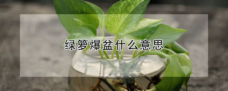 綠籮爆盆什麼意思