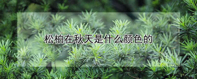 鬆柏在秋天是什麼顏色的