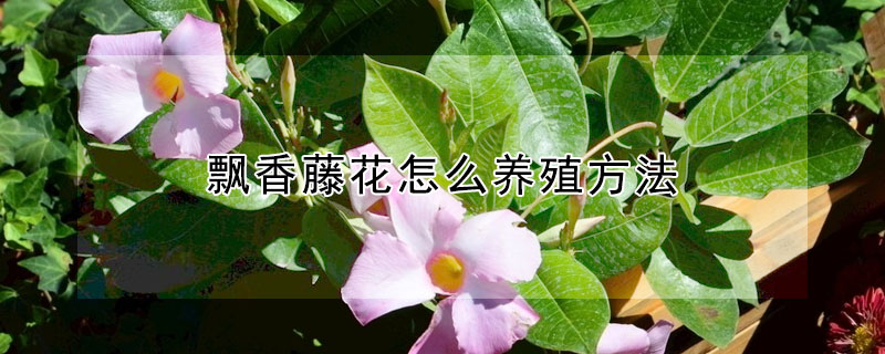 飄香藤花怎麼養殖方法