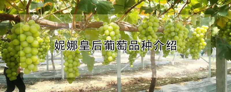 妮娜皇後葡萄品種介紹
