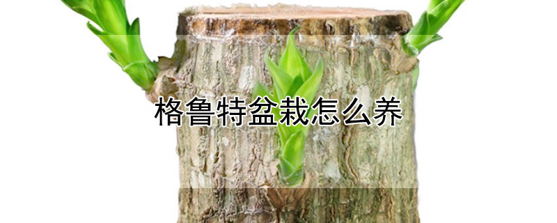 格魯特盆栽怎麼養