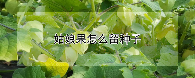 姑娘果怎麼留種子