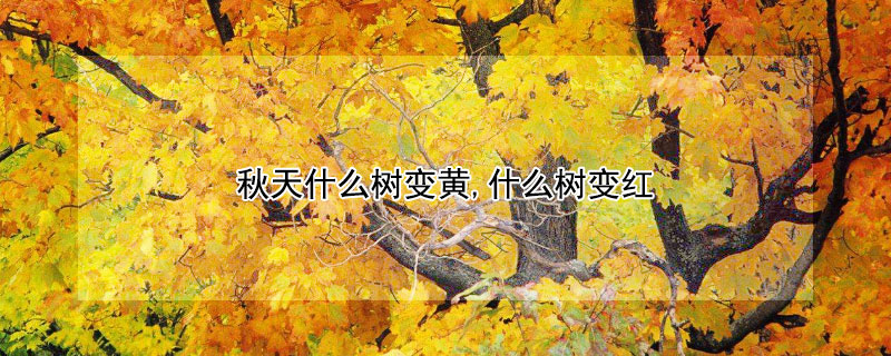 秋天什麼樹變黃,什麼樹變紅