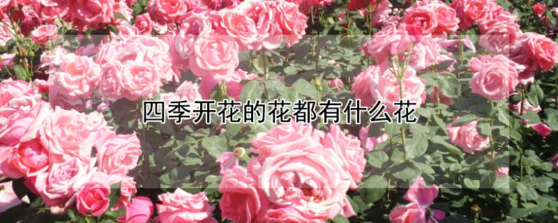 四季開花的花都有什麼花
