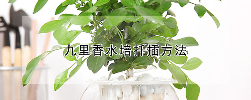 九裏香水培扡插方法