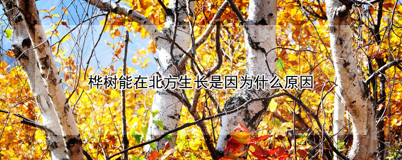 樺樹能在北方生長是因為什麼原因