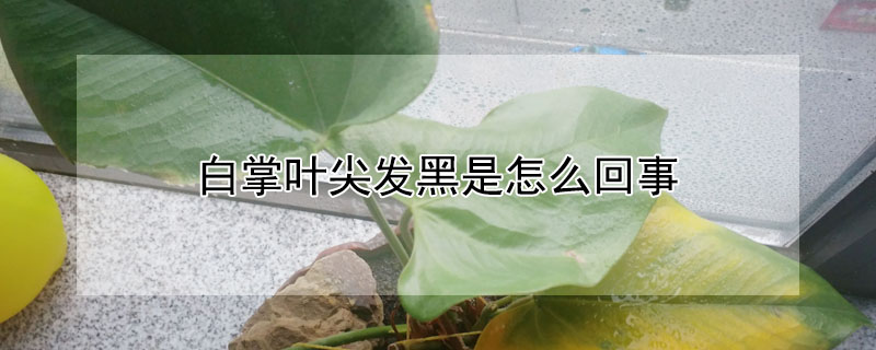 白掌葉尖發黑是怎麼回事