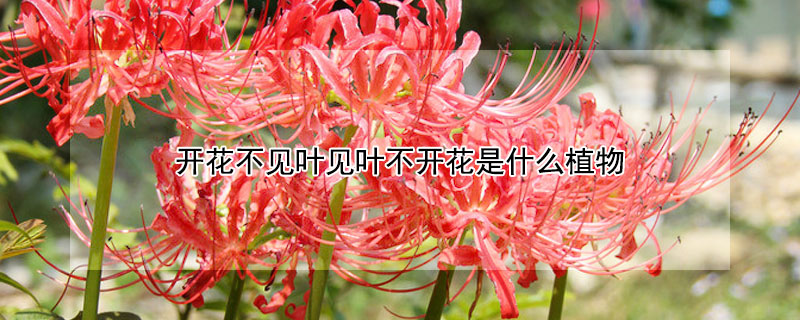 開花不見葉見葉不開花是什麼植物