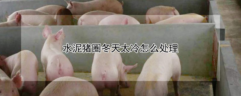水泥豬圈冬天太冷怎麼處理