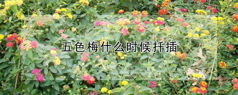 五色梅什麼時候扡插