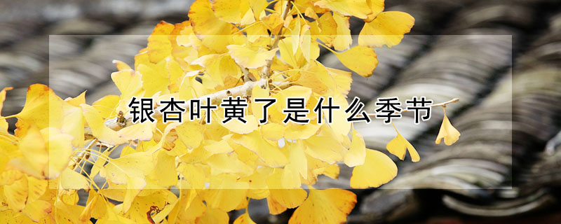 銀杏葉黃了是什麼季節