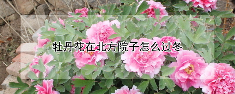 牡丹花在北方院子怎麼過冬