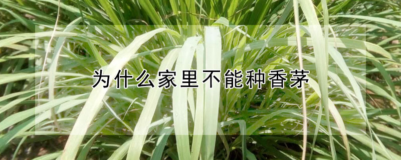 為什麼家裏不能種香茅