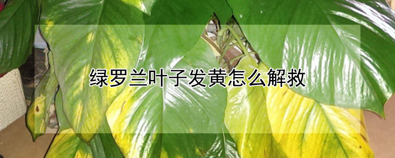 綠羅蘭葉子發黃怎麼解救