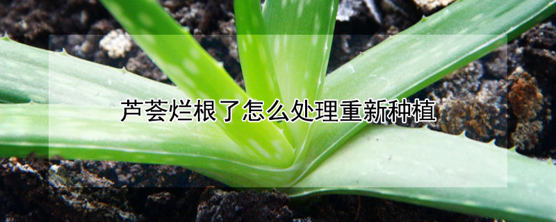 蘆薈爛根了怎麼處理重新種植