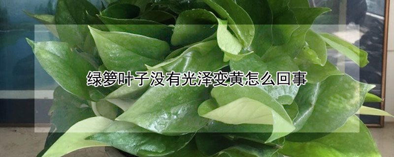 綠籮葉子沒有光澤變黃怎麼回事
