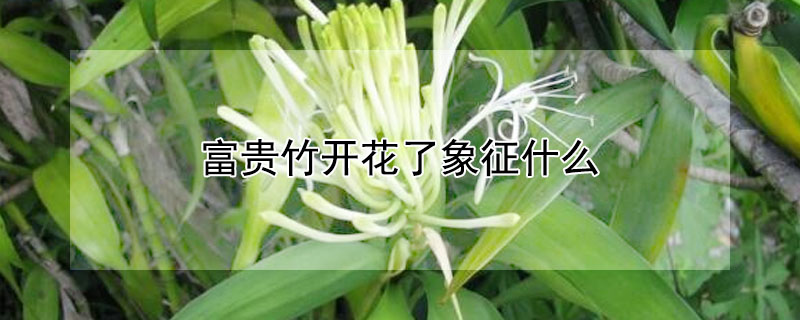 富貴竹開花了象征什麼