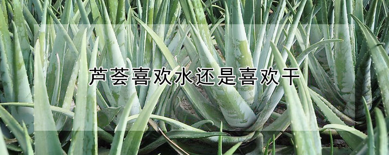 蘆薈喜歡水還是喜歡幹