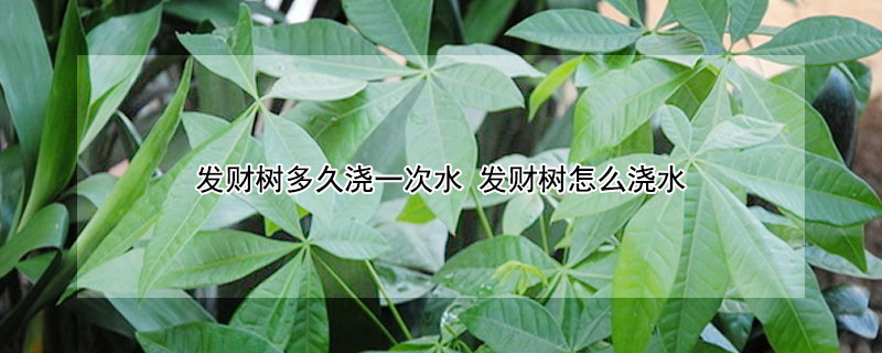發財樹多久澆一次水 發財樹怎麼澆水