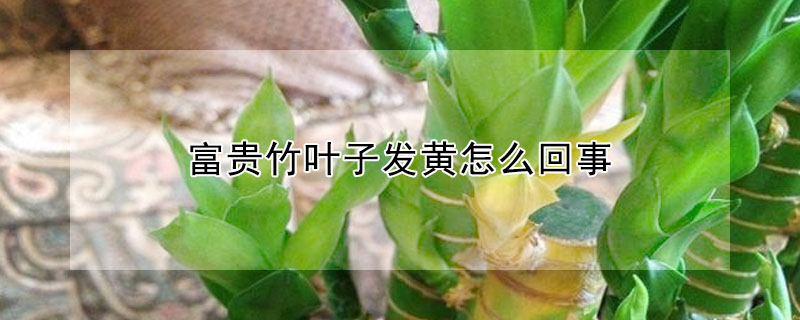 富貴竹葉子發黃怎麼回事